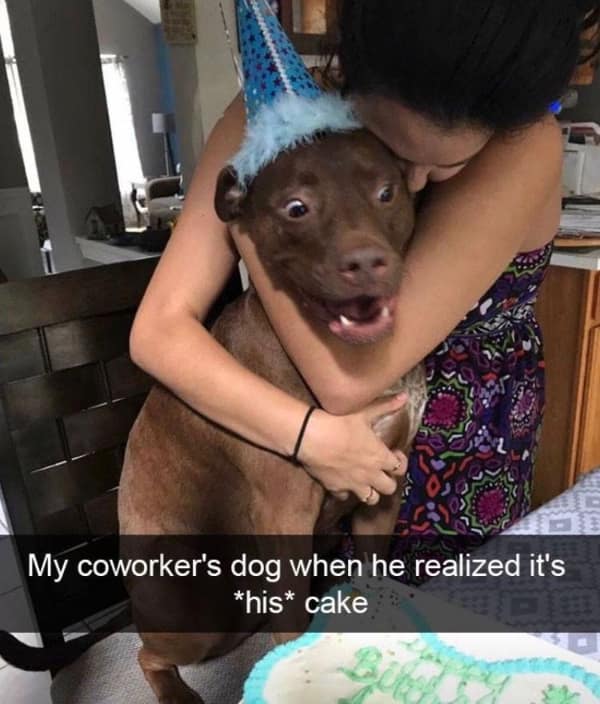 A brown pitbull dog wearing a blue polka-dot party hat displays a hilarious wide-eyed expression of pure shock while being hugged next to a customized dog-friendly birthday cake.