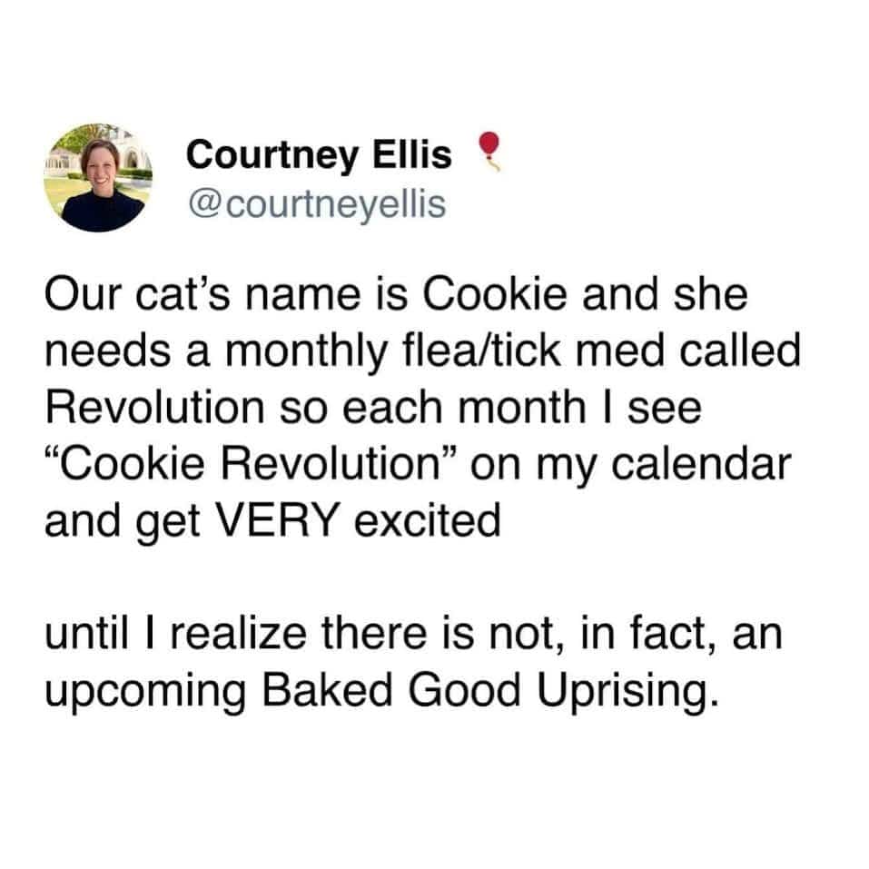 Courtney Ellis tweet about her cat's medication schedule sounding like a baked good uprising.
