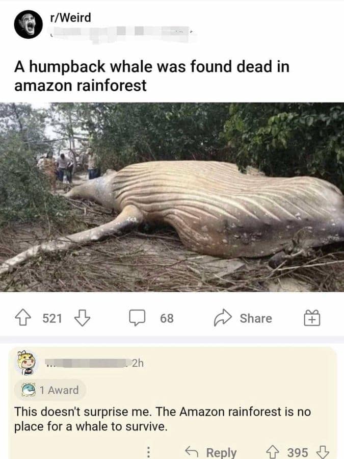A viral Reddit post from r/Weird showing a humpback whale carcass deep in the Amazon rainforest, paired with a highly upvoted comment stating that the forest is "no place for a whale to survive."