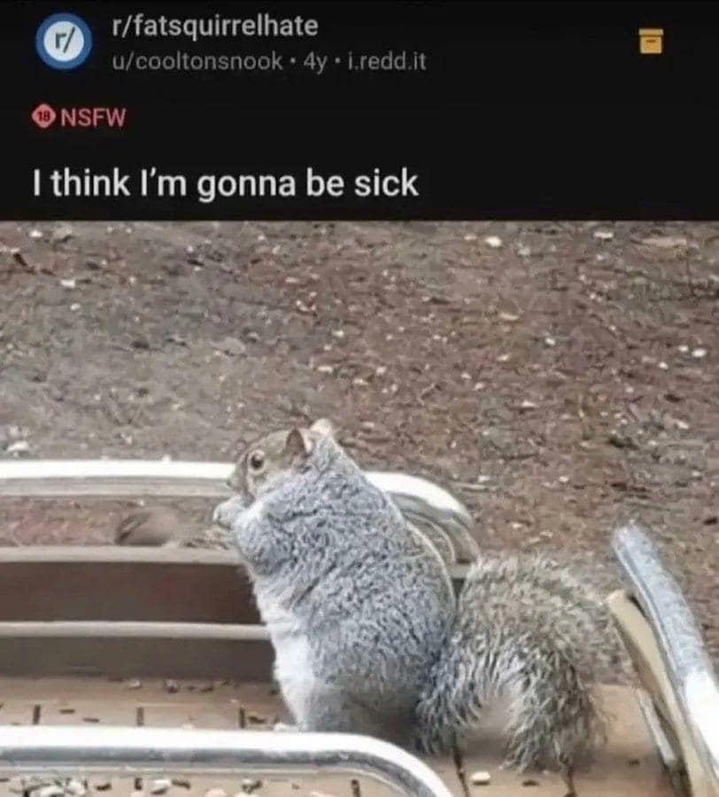 A post from the r/fatsquirrelhate subreddit, tagged NSFW, showing a massively rotund squirrel sitting on a ledge while the original poster claims they are "gonna be sick" at the sight of its girth.