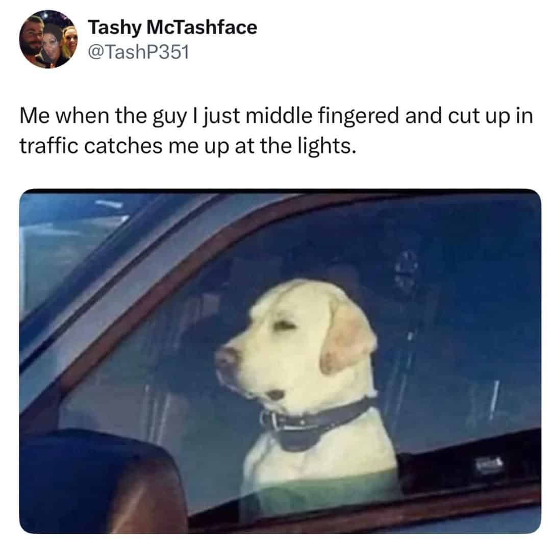 A yellow lab staring intensely out a car window represents the awkward silence of being caught at a red light after road rage in this funny British tweet.