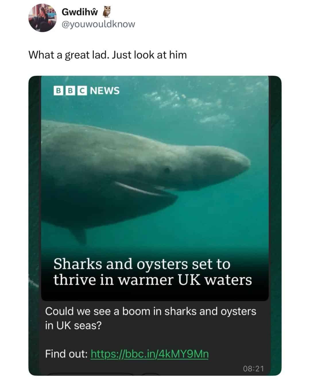 A BBC News update about sharks moving into warmer UK waters is greeted as a great lad in this sarcastic British meme.