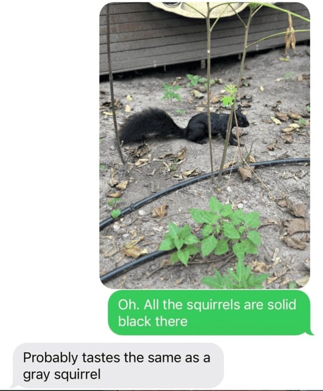A photo of a black squirrel in dirt with a dark green text bubble above.
