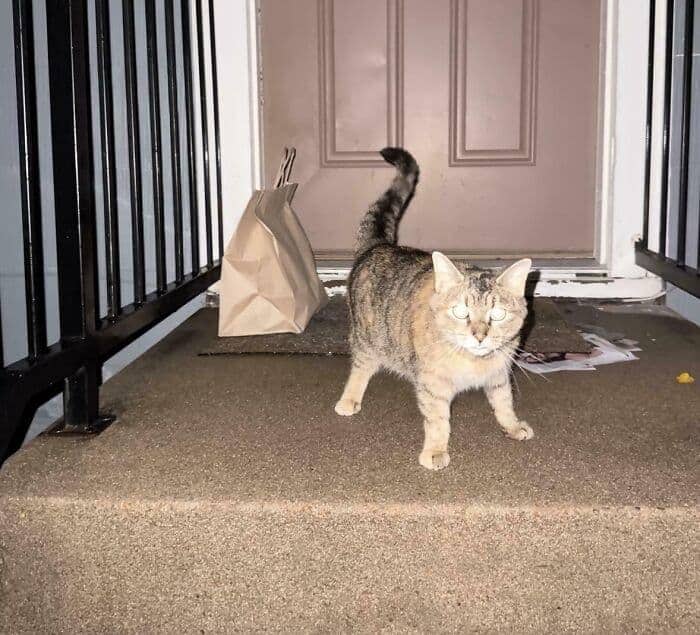 A tabby cat stands guard on a concrete porch next to a brown paper delivery bag.