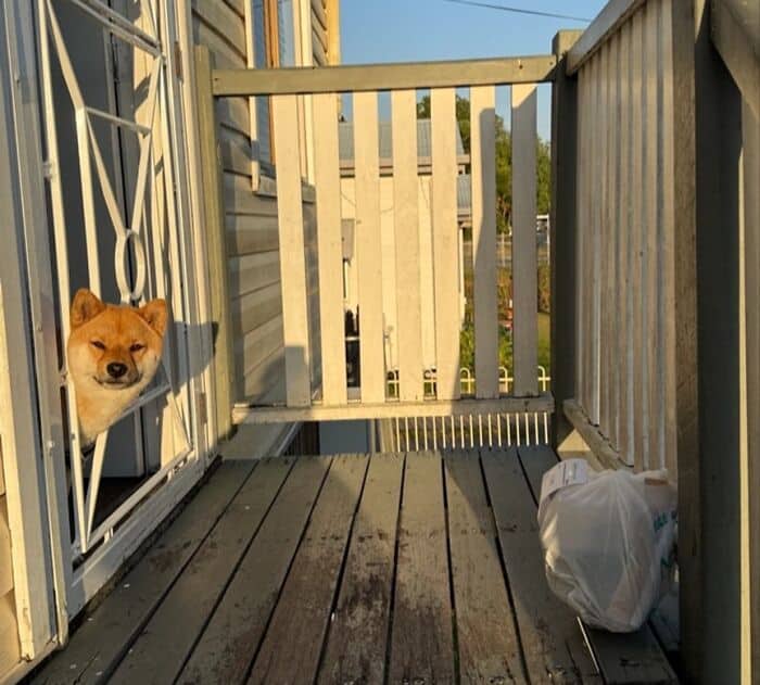 A Shiba Inu pokes its head through a metal gate to smile at a delivery bag.