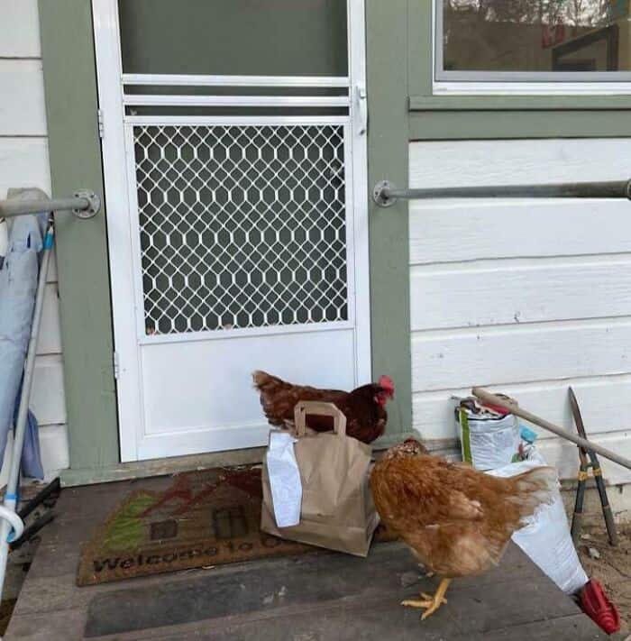 Two brown chickens investigate a paper delivery bag left on a wooden porch.