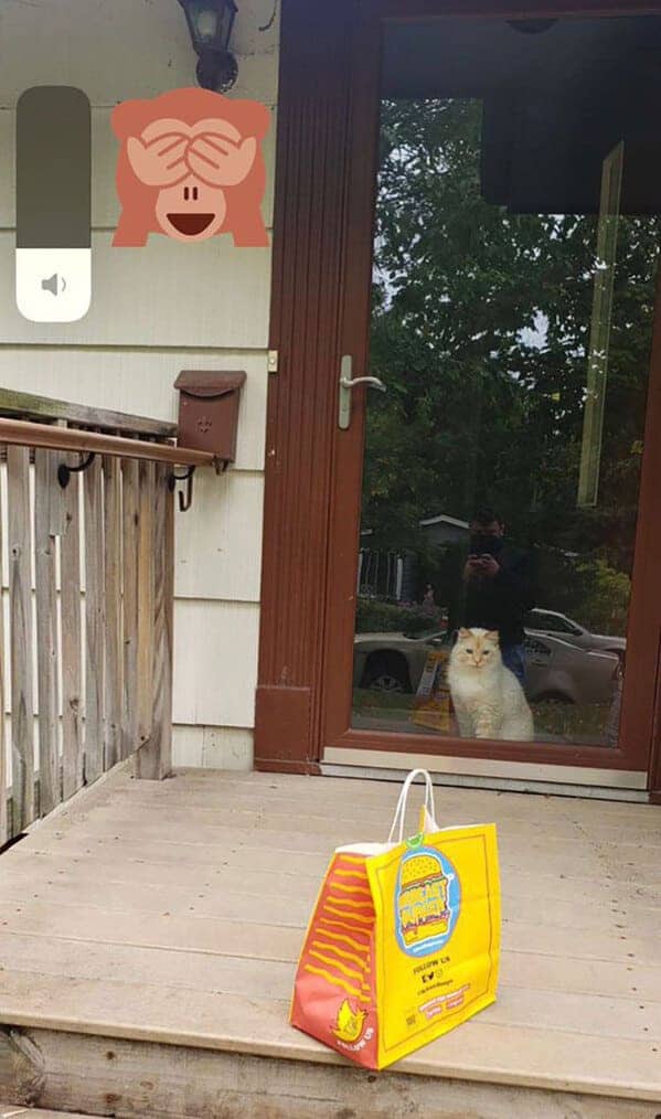 white cat sits behind a glass door watching a colorful burger delivery bag.