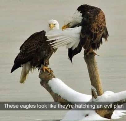 Two bald eagles on a snowy branch looking like they are plotting an evil plan.