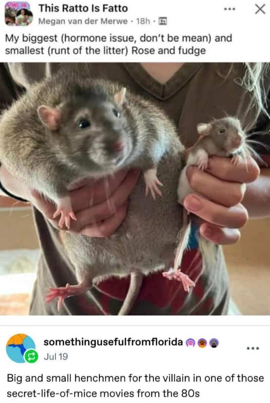 Large and small pet rats compared to villainous movie henchmen in a funny meme.