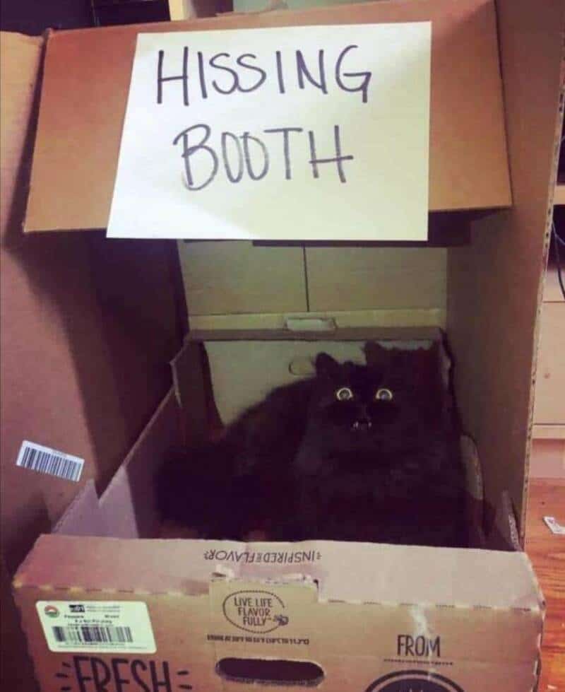 Black cat with wide eyes sitting in a cardboard box labeled as a hissing booth.
