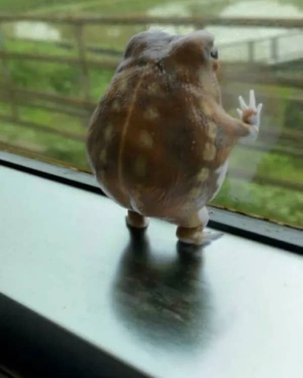 Cute and round frog looking longingly out of a train window with its webbed hand.