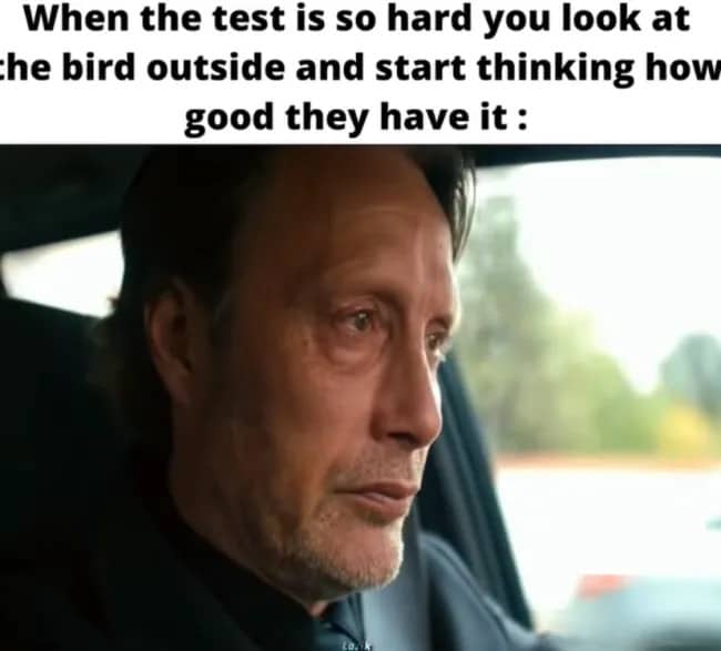 Mads Mikkelsen looking out a window with a caption about envying birds during a very hard school test.