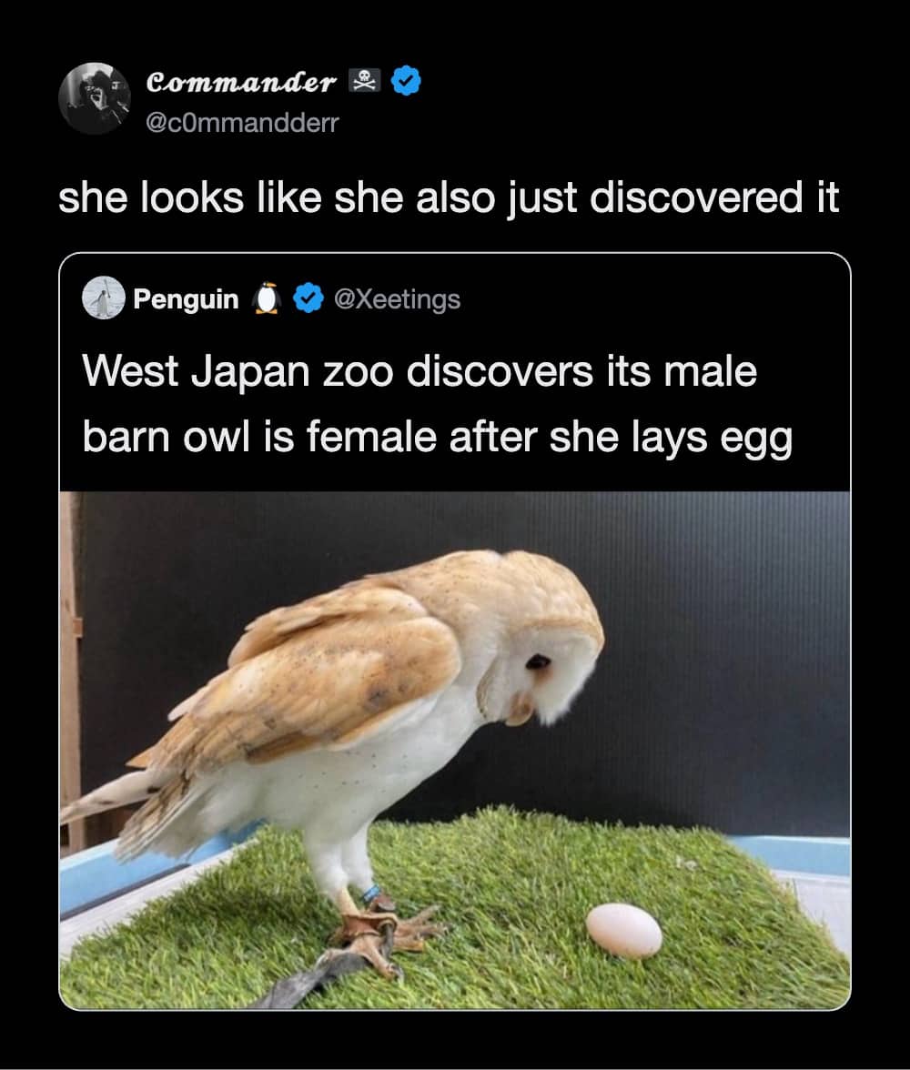 Wholesome owl meme with a barn owl looking surprised at an egg it just laid.