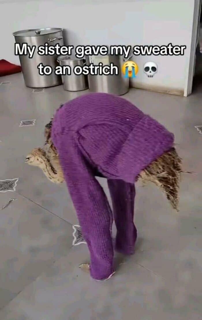 Bizarre and funny image of a large ostrich wearing a tight purple knitted sweater.