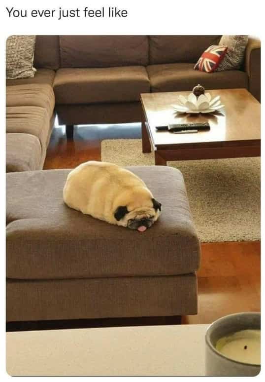 Pug lying flat on a brown ottoman with its tongue sticking out in a relaxed pose.
