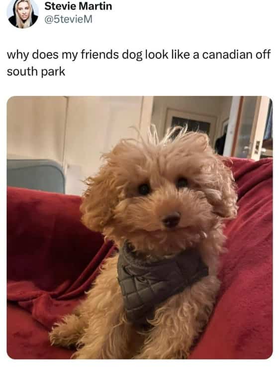 Fluffy brown puppy wearing a gray bandana with a face resembling a South Park Canadian.