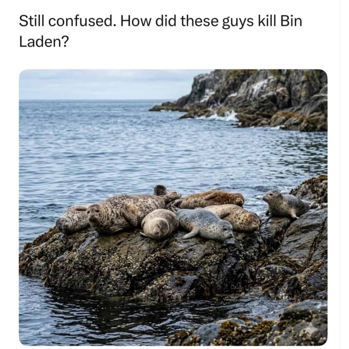 A funny pun featuring a group of actual seals lying on a rock in the ocean, with a caption expressing confusion over how "these guys" killed Bin Laden.