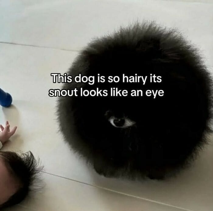 Fluffy black pomeranian dog whose snout creates a funny optical illusion resembling an eye.