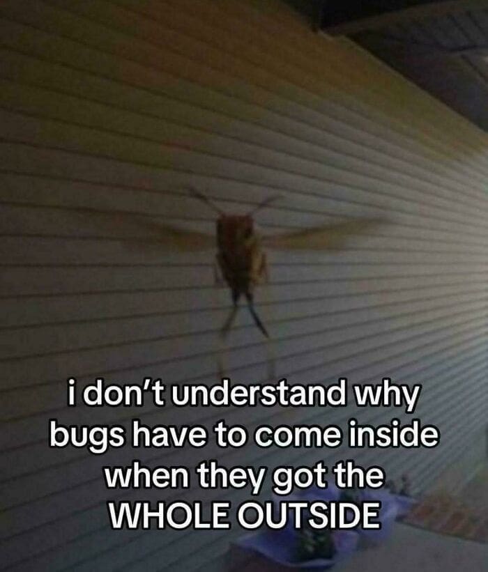 Closeup of a large flying insect approaching the screen with text complaining about bugs inside.
