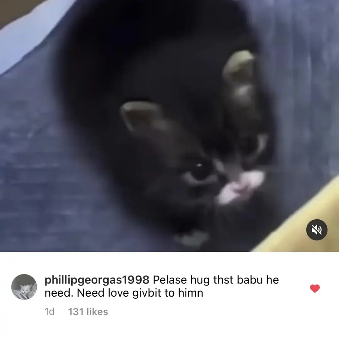 Social media comment with adorable spelling mistakes begging someone to hug a tiny kitten.