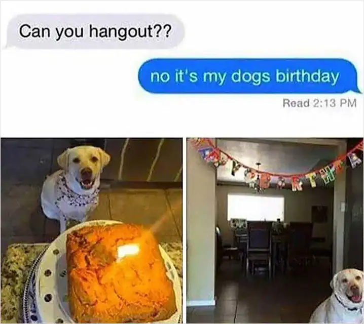 funny text message showing a rejection of plans with the excuse "no it's my dogs birthday," followed by proof-of-life photos of a happy yellow Lab sitting in front of a candle-lit cake and festive banners.