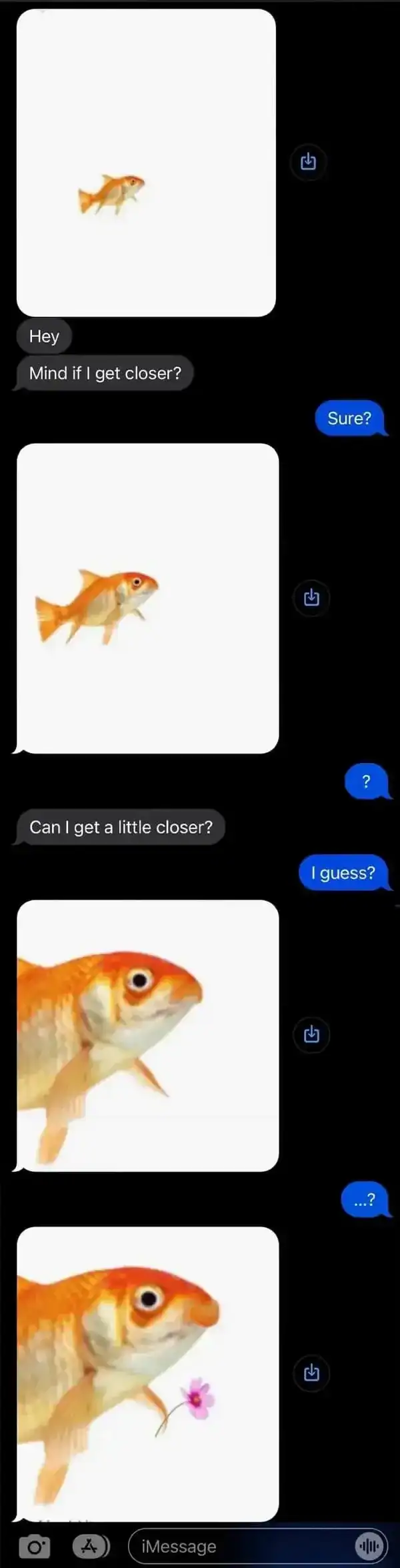 A surreal funny text message sequence where a goldfish swims progressively closer to the screen across several frames, eventually appearing in a massive close-up while holding a pink flower for the recipient.