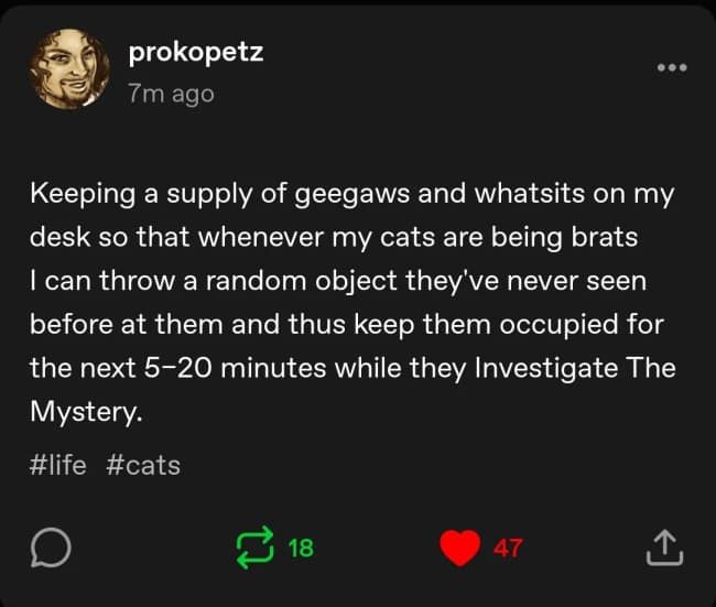 Cat behavioral distractions are discussed in a text-heavy funny Tumblr post about stocking up on cheap desk knick-knacks to throw near mischievous pets to buy twenty minutes of quiet time.