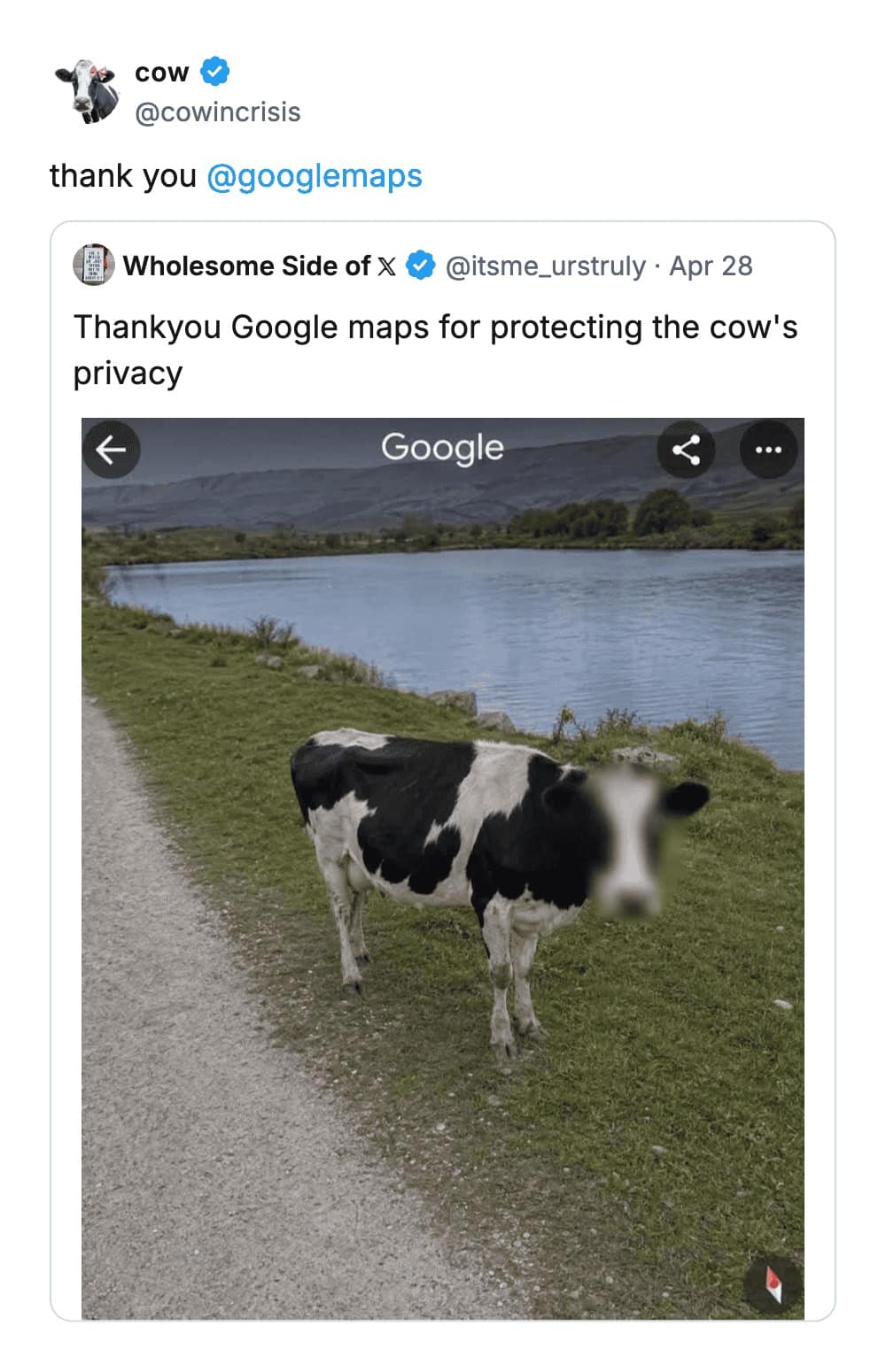 A wholesome funny tweet reply showing a Google Maps Street View image of a cow with its face blurred for privacy. A user appropriately named @cowincrisis replies with a simple "thank you @googlemaps."