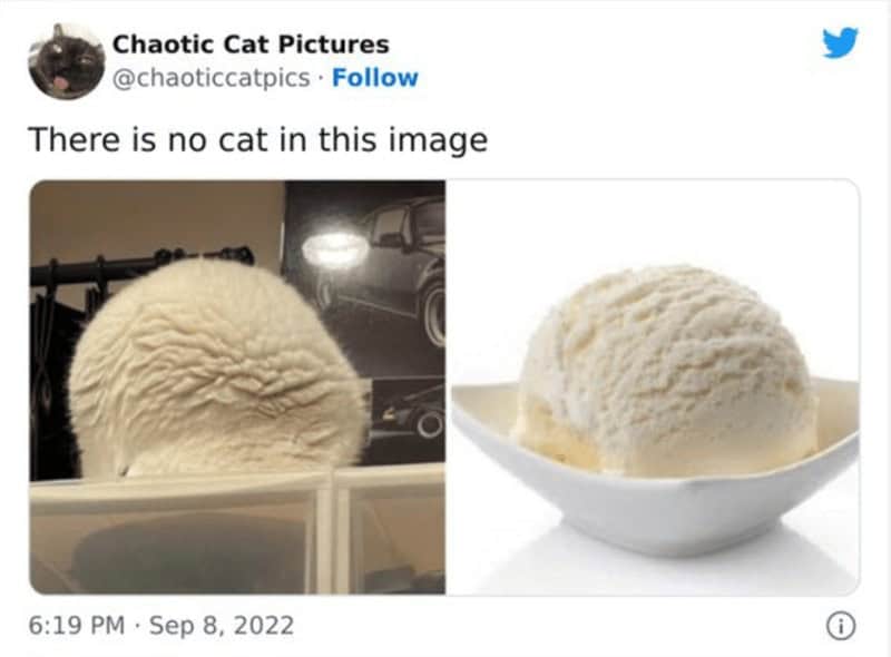A visual puzzle ice cream meme comparing the back of a fluffy white cat’s head to a perfect scoop of vanilla ice cream, claiming "there is no cat."