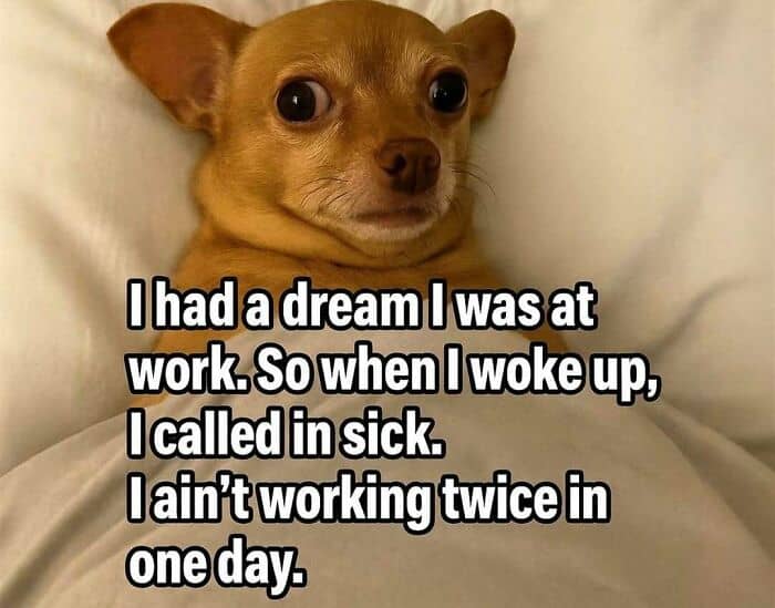 An introvert meme showing a wide-eyed, slightly traumatized-looking Chihuahua tucked tightly under white bedsheets. The text explains that after dreaming about being at work, the dog called in sick because "I ain’t working twice in one day."