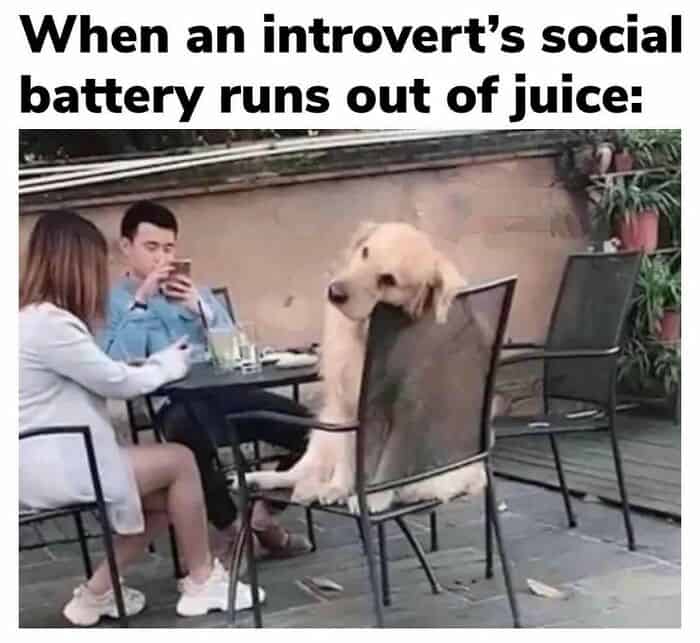 introvert meme showing a Golden Retriever sitting upright in a patio chair at a cafe table while two humans next to it are engrossed in their phones. The dog has a vacant, thousand-yard stare, captioned: "When an introvert's social battery runs out of juice."