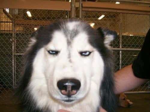 Husky with a heavy-eyed, suspicious glare looking directly into the camera lens.