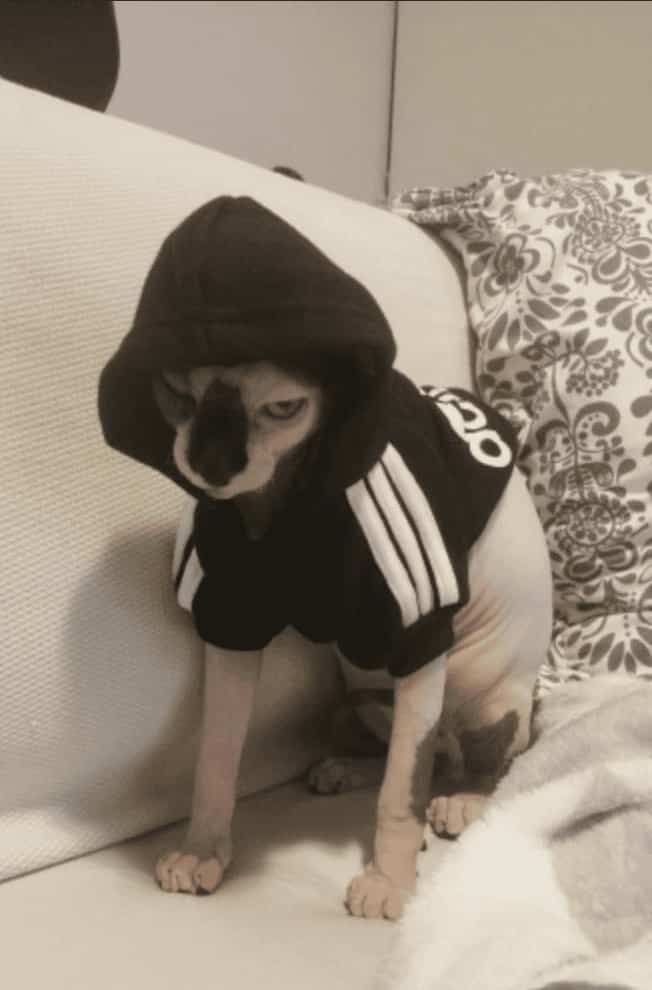 Sphynx cat wearing a black hooded sweatshirt looking incredibly moody on a sofa.