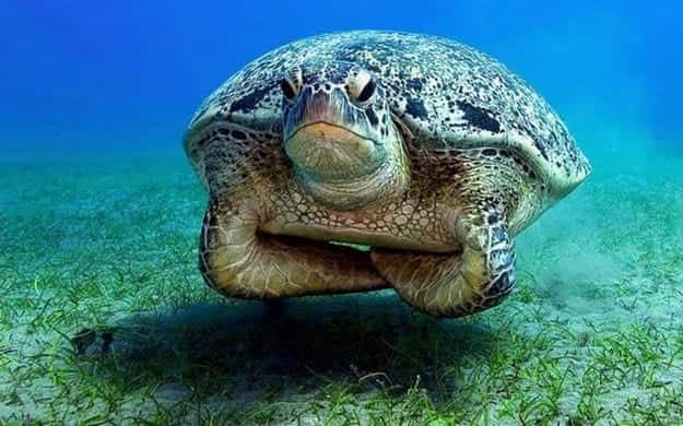 Sea turtle underwater with its flippers folded in a stern, disappointed posture.