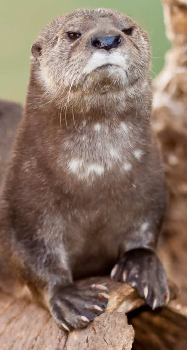 River otter looking upward with a smug, defiant, and slightly annoyed expression.