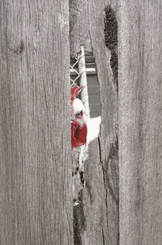 A rooster peeking through a gap in a wooden fence with a menacing look.