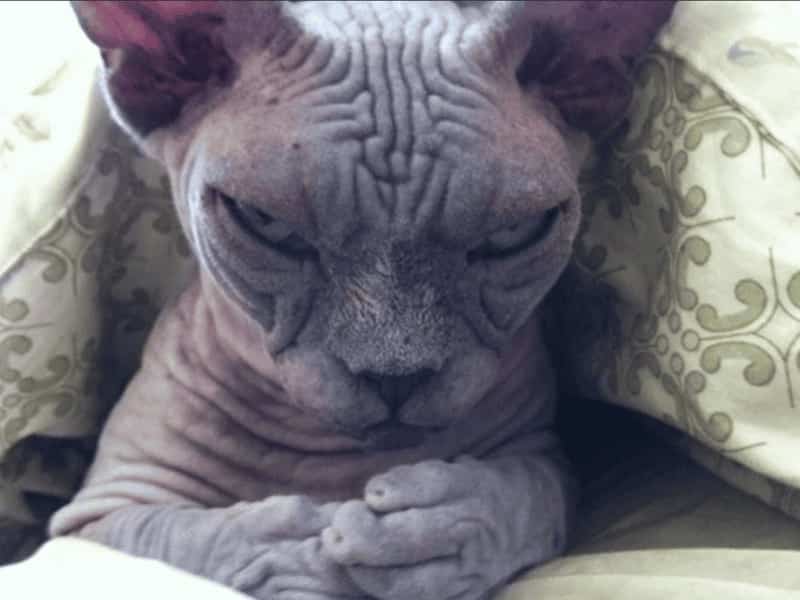 Wrinkly hairless Sphynx cat scowling while tucked under a patterned blanket.