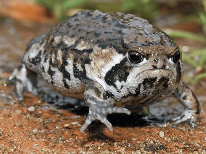 A grumpy Desert Rain Frog standing on sand with a permanent frown.
