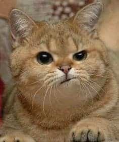 Golden-colored cat with narrowed eyes and a very skeptical, lopsided facial expression.
