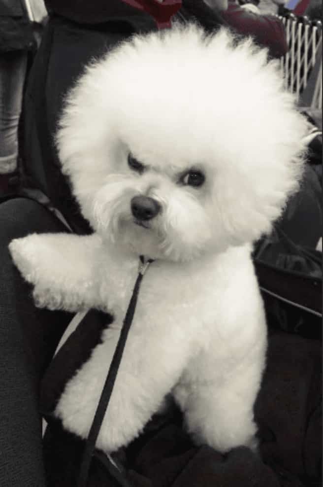 Fluffy white Bichon Frise with a comically angry, furrowed-brow expression.