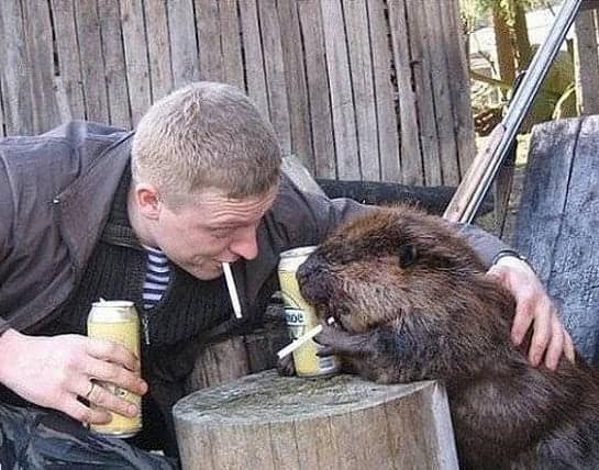 A funny Russia picture showing a man and a beaver sitting on a wooden porch, both with beer cans and cigarettes in their mouths, looking like two coworkers decompressing after a long shift.