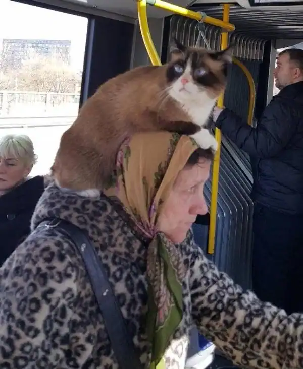 A meanwhile in Russia moment on a bus where a woman in a babushka headscarf and leopard-print coat travels with a large Siamese-mix cat perched comfortably on top of her head.