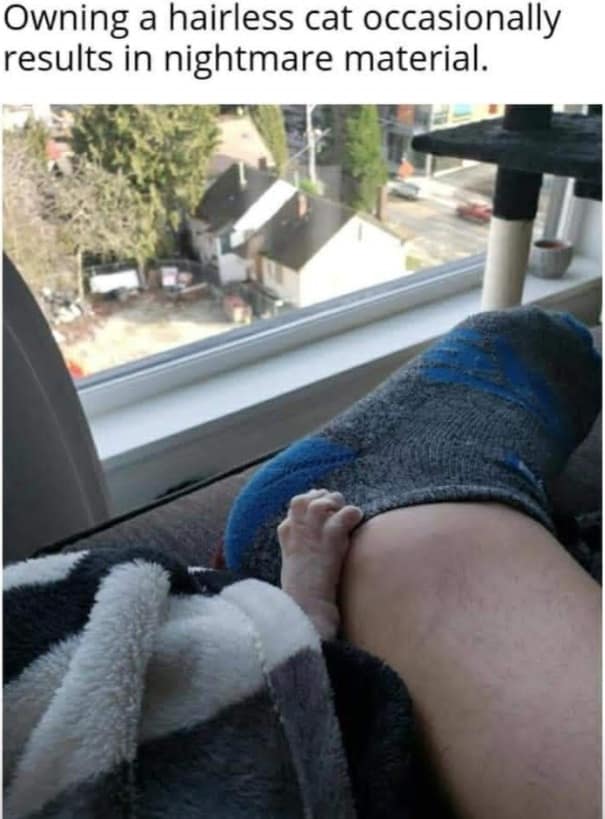 A terrifying meme dump photo of a hairless cat’s wrinkled paw reaching out from a blanket, looking exactly like a tiny, pale human hand.