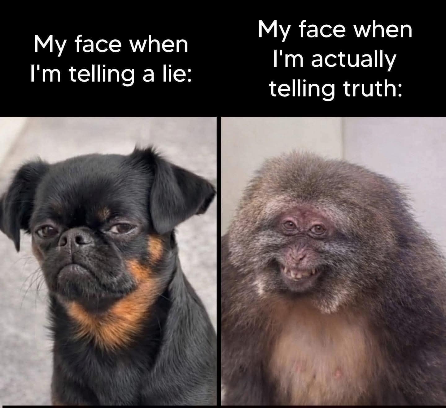 A serious Brussels Griffon dog looking highly suspicious and a grinning monkey with a wide toothy smile are paired together in a relatable meme dump entry about failing to look convincing while telling the truth.
