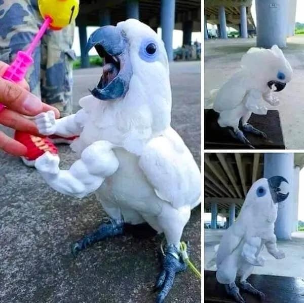 A hilarious meme dump collage of a white cockatoo that appears to have massive, muscular human arms photoshopped onto its body in various aggressive poses.