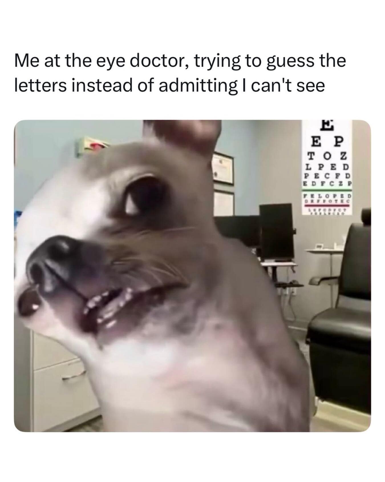 A wide-eyed, intensely stressed chihuahua is photoshopped into an optometrist's exam room with a Snellen eye chart in a viral meme dump post about guessing letters during an eye exam.