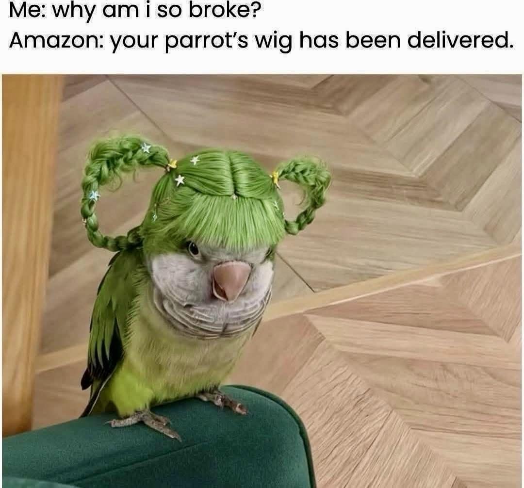 A hilarious meme featuring a photo of a green parakeet wearing a vibrant green wig styled into pigtails with star clips, juxtaposed with the text: "Me: why am i so broke? Amazon: your parrot’s wig has been delivered."