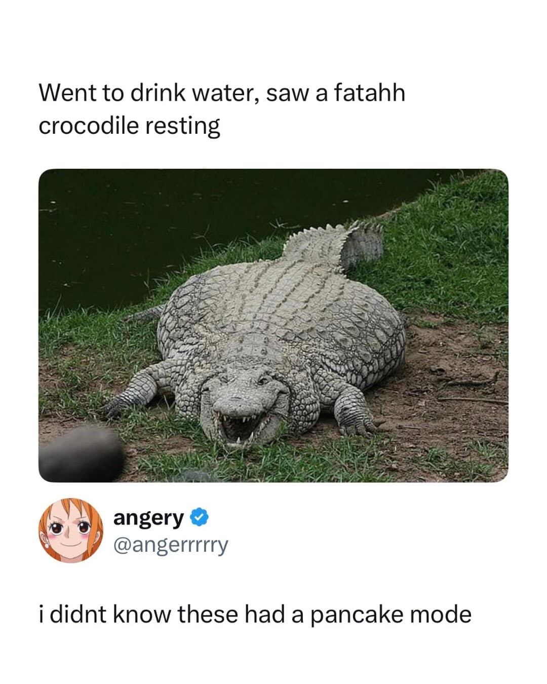 A wide-angle photo of an extremely overweight, flat-bodied crocodile basking on a riverbank, looking like it has been compressed into the grass.