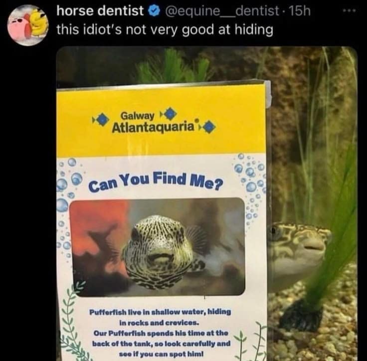 A funny meme dump photo of an aquarium display asking "Can You Find Me?" referring to a pufferfish. The actual pufferfish is visible immediately behind the sign, staring directly into the camera with a blank, unbothered expression.
