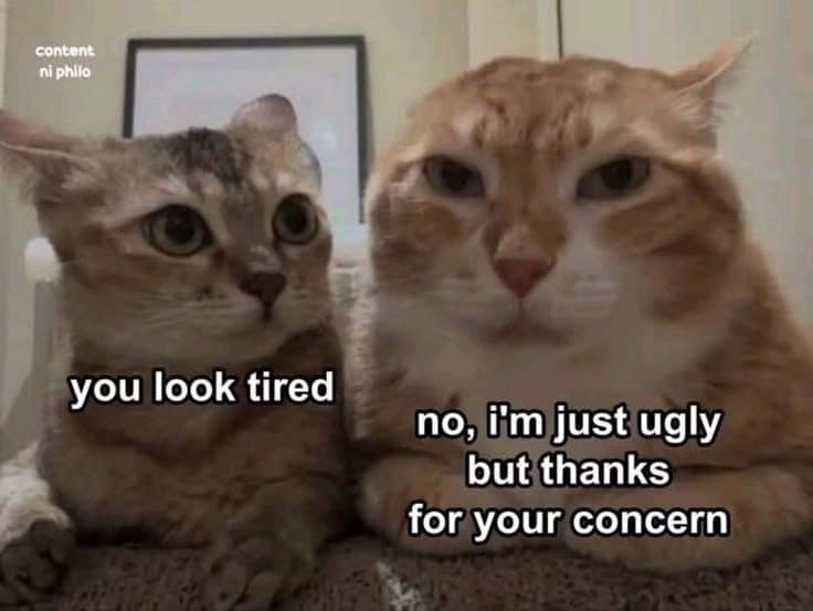 A meme dump featuring two cats having a conversation where one says, "you look tired," and the other responds, "no, i'm just ugly but thanks for your concern."